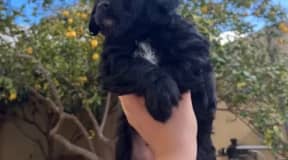 chiot caniche bichon