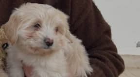 chiot caniche bichon