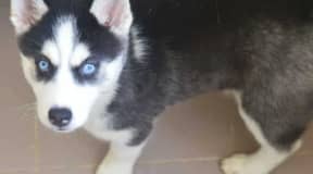 Husky de pure race