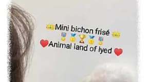 mini bichon frisé race pure