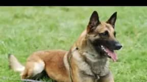 Chienne Malinois