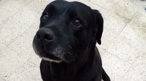 Chienne labrador retriever mignonne