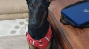 Doberman à vendre avec équipement 