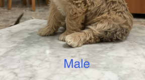 🐶 Chiots Bichon / Caniche