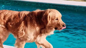 Chien Golden Retriever