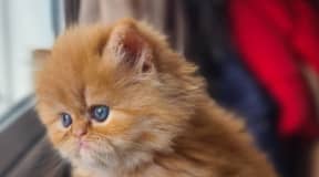 Chaton persan mignon