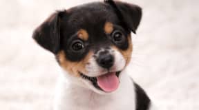 3 femelles jack Russell terrier