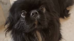 Chiot pékinoie mignon