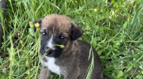 Chiot berger 