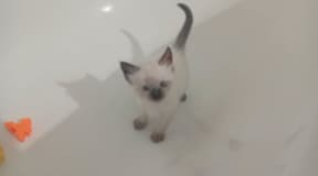 chatton