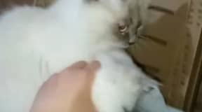 Couple persan chinchilla