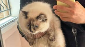 Chatte mignonne 