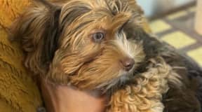 Vends Yorkshire Terrier femelle 