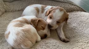 Chiots Épagneul Breton disponibles (2 femelles)