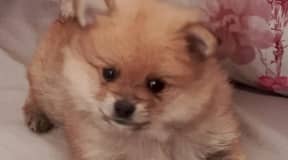 Spitz