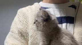 Magnifique chaton fluffy type Ragdoll 😻 très joueur et affectueux a vendre