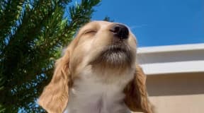 Seule Petite Femelle Épagneul Breton