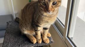 Adorable chaton tigré à adopter