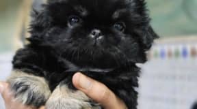 Pekinois 