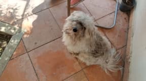 chien croisé à vendre