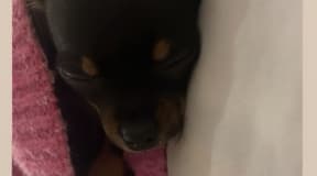 chiot chihuahua