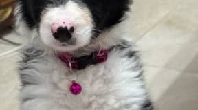 Border collie 