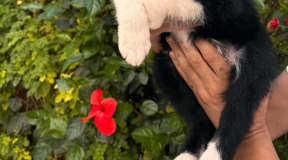 1 chiot border collie mâle 