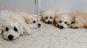 ✨ 3 Adorables chiots Bichon ✨