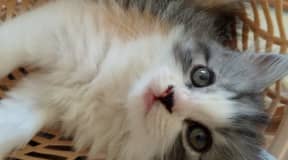 Chaton persan
