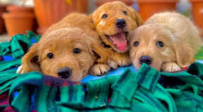 Chiot Golden Retriever