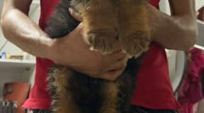 Chiot berger allemand 