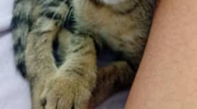 Chaton très attachant et joueur.