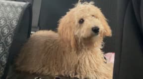 Caniche a adopter 0dt