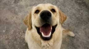 Une chienne golden retriever mignonne à vendre 