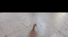 Chiot adorable à vendre