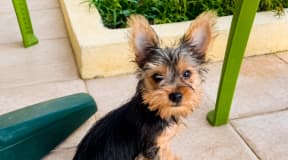 Chiot Yorkshire mini