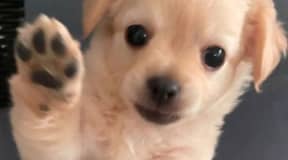 Adorable chihuahua 