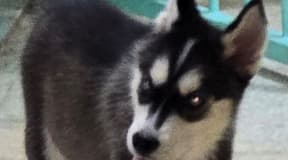 deux chiots husky
