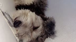 Chiot Shih Tzu à vendre