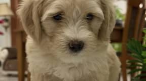 Chiot Caniche Bichon à vendre