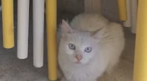 CHAT ANGORA TURC AUX YEUX BLEUS 