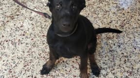 Un super beau malinois