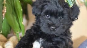 Bichon mâle vacciné noir 