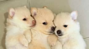 Spitz Pomeranian