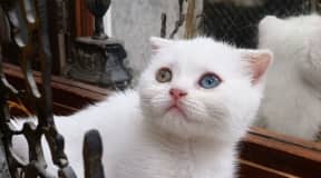Scottish double fold odded eyes