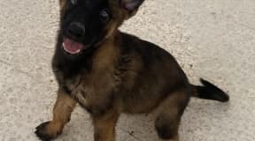 Chiots Malinois race pure
