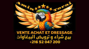 Dressage vente et achat des perroquets