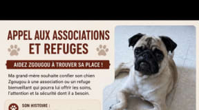 Chien à adopter 