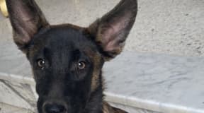 Chiot malinois