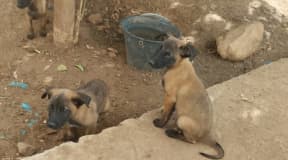 Malinois